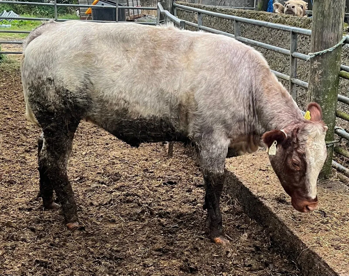 Belgian Blue Cross Heifer - Image 4