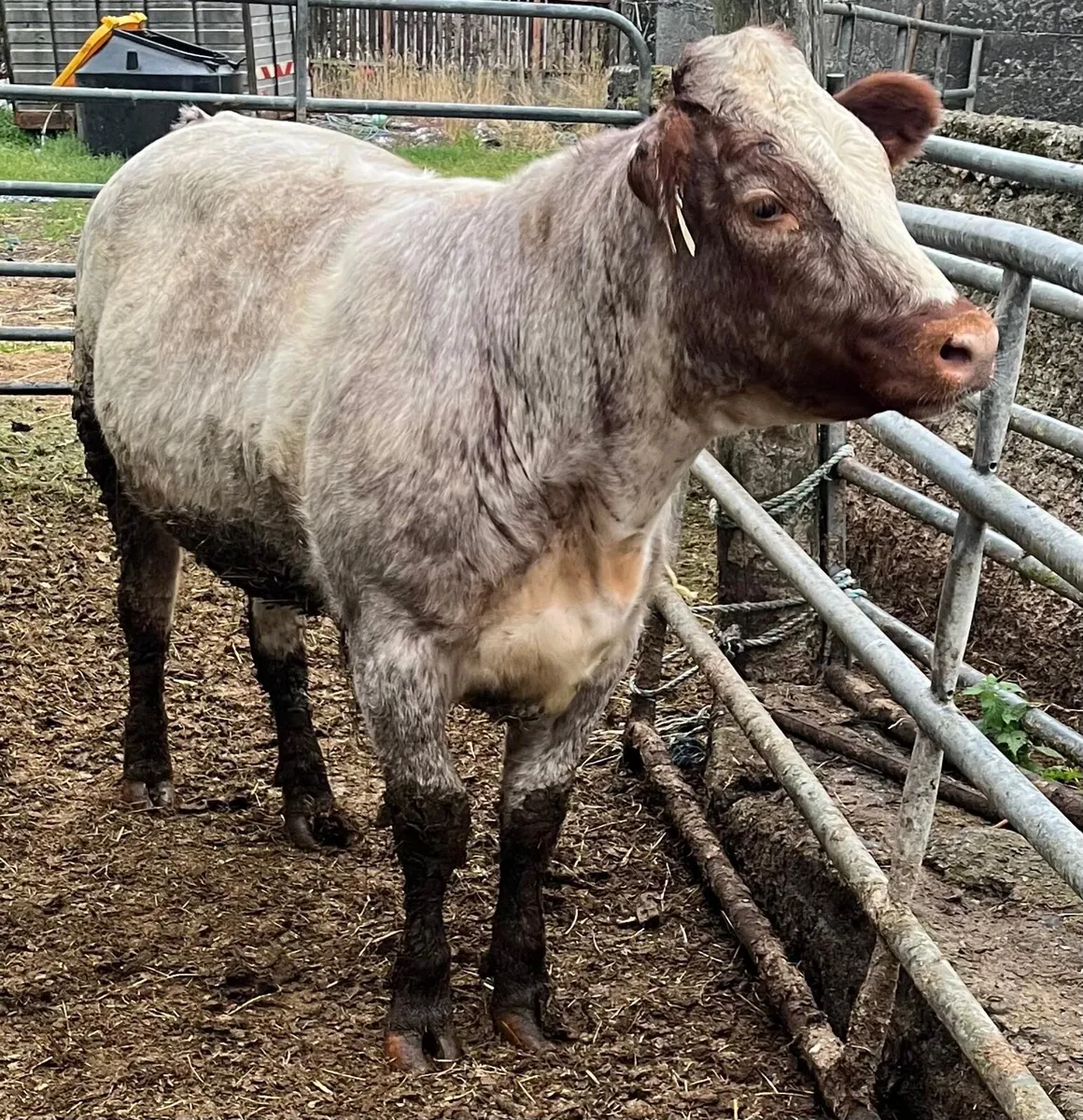 Belgian Blue Cross Heifer - Image 2