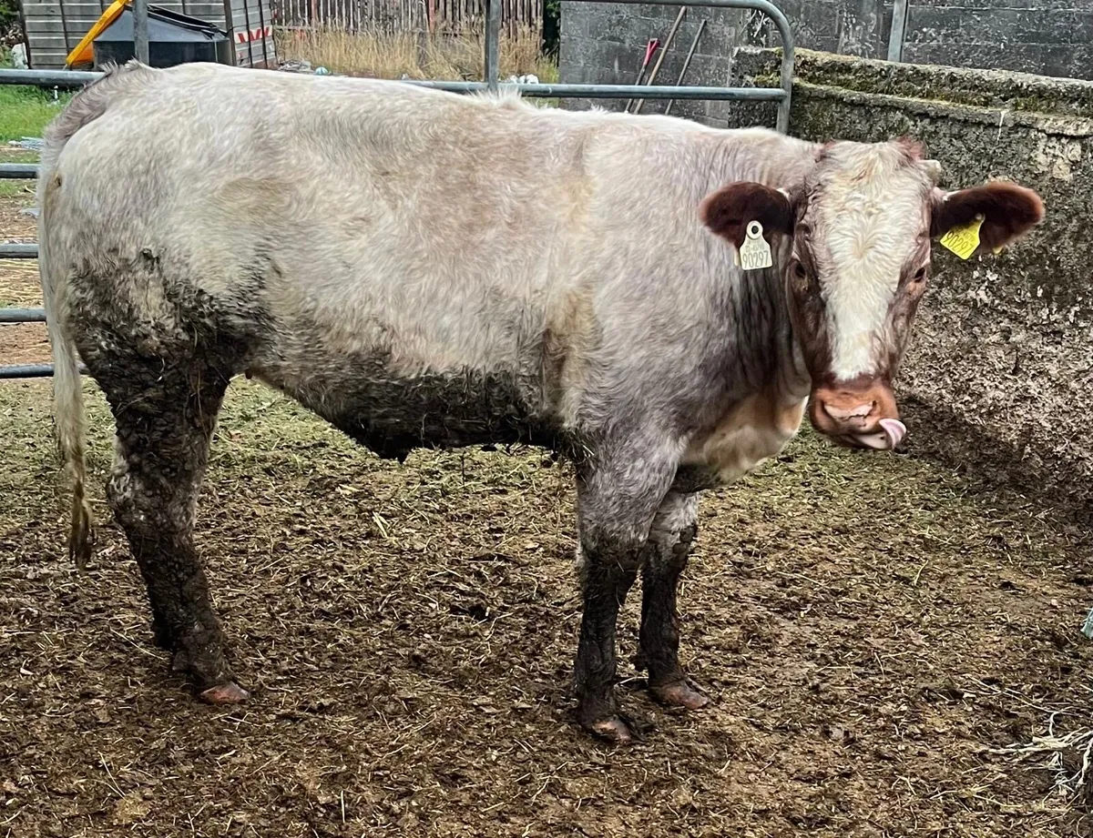 Belgian Blue Cross Heifer - Image 3
