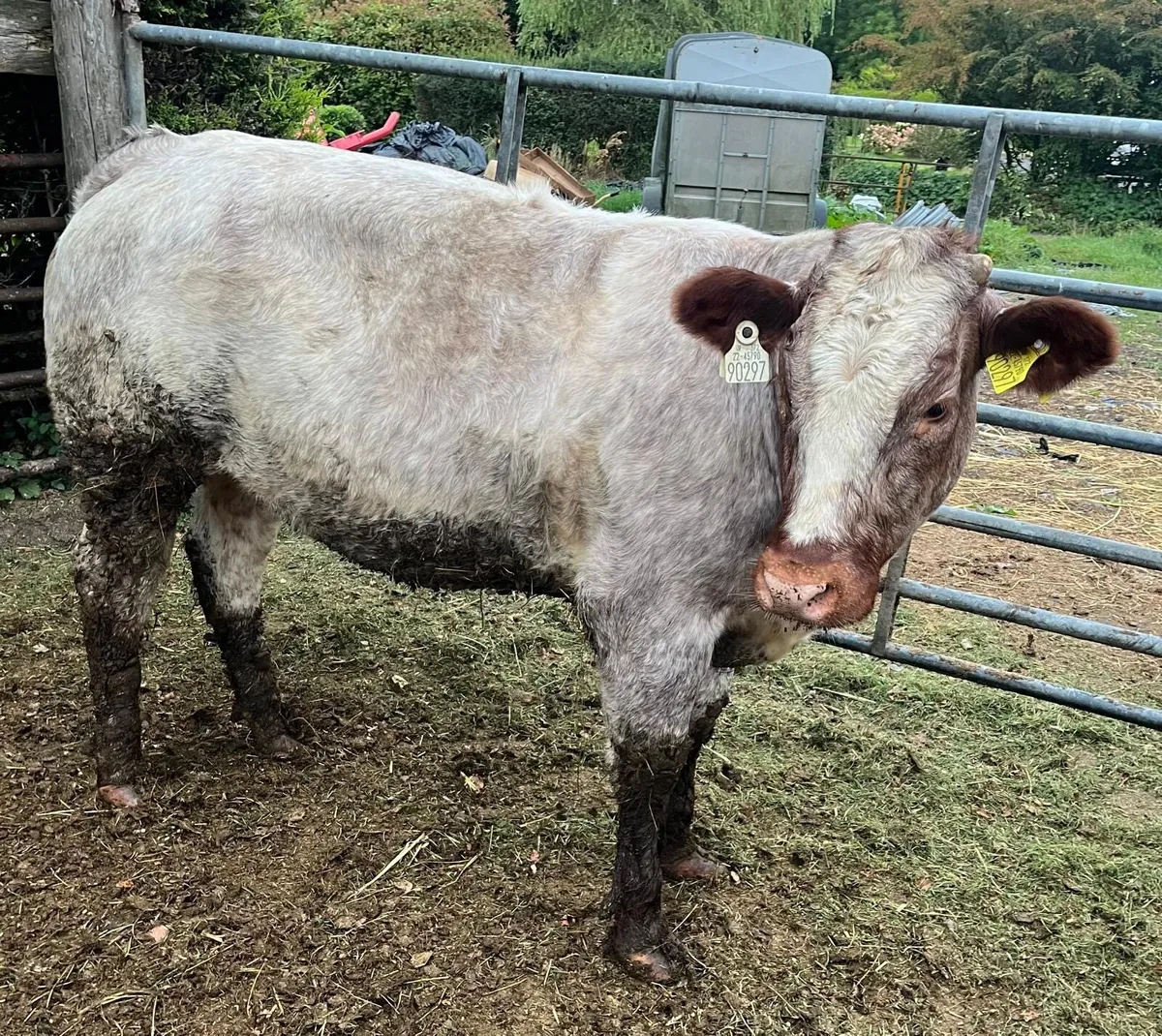 Belgian Blue Cross Heifer - Image 1