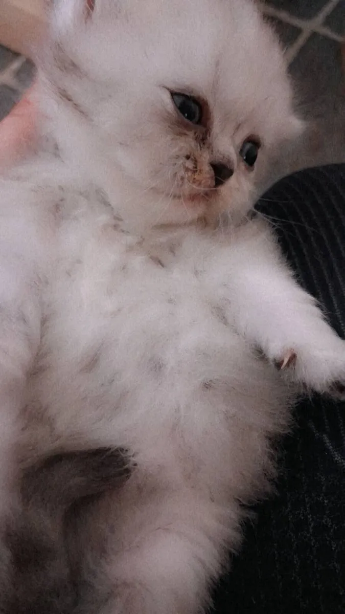Persian kitten - Image 3