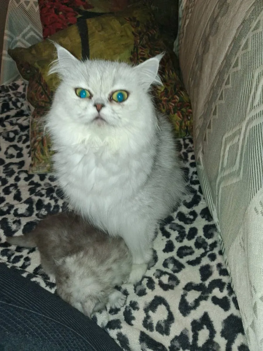 Persian kitten - Image 4