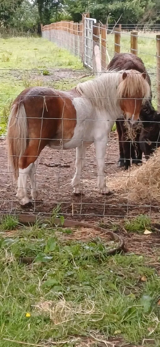 Miniature shetland pony and donkey for sale - Image 1