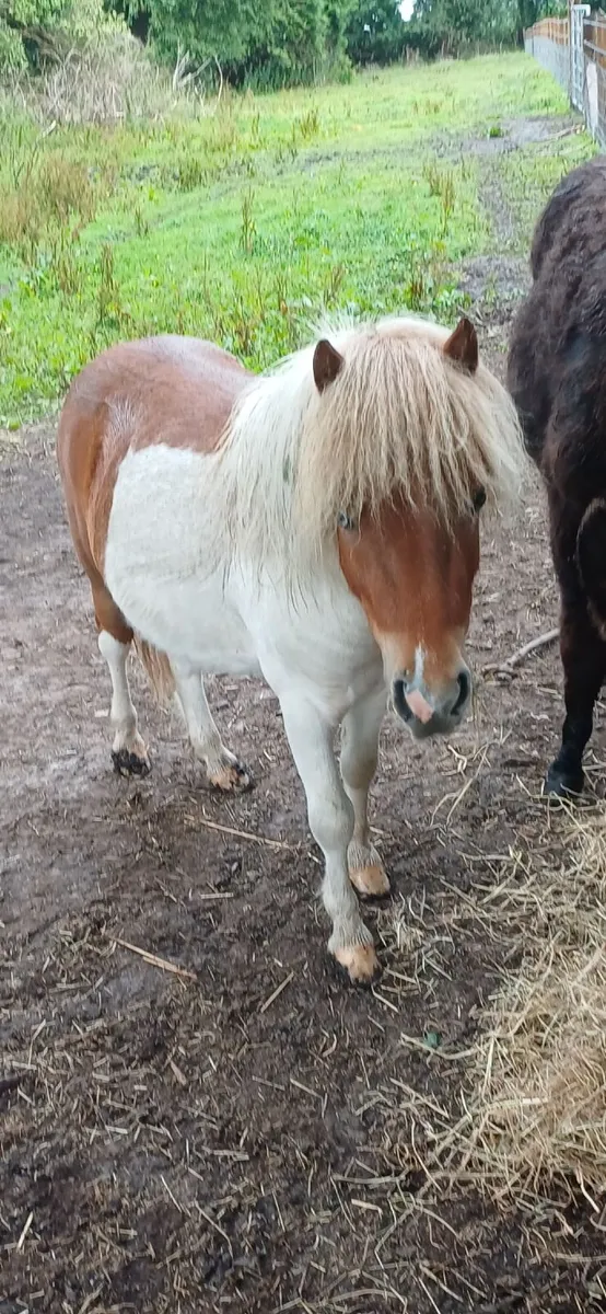 Miniature shetland pony and donkey for sale - Image 3