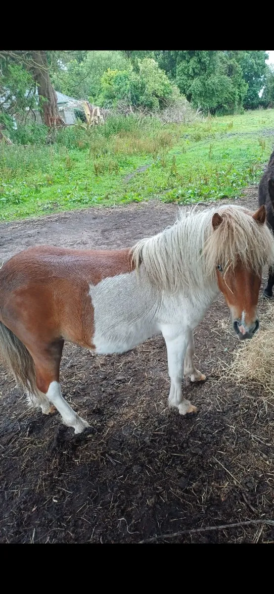 Miniature shetland pony and donkey for sale - Image 2