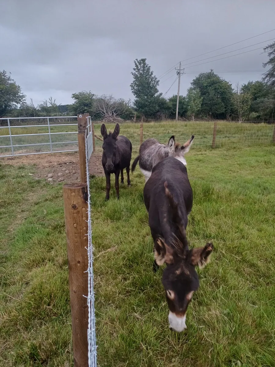 Miniature shetland pony and donkey for sale - Image 4