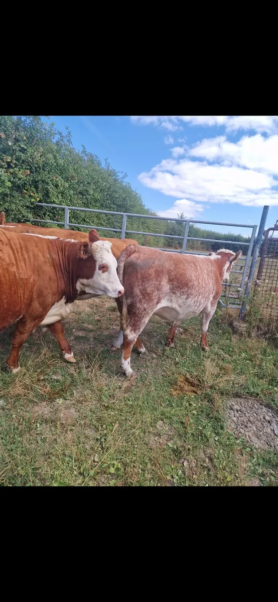 5 Incalf Heifers - Image 4