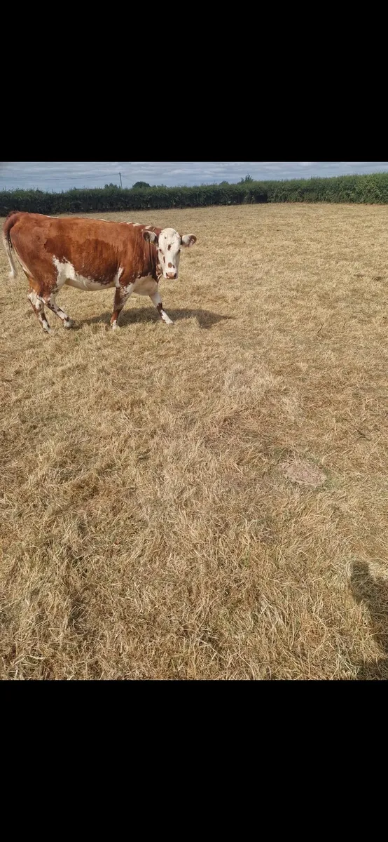 5 Incalf Heifers - Image 2