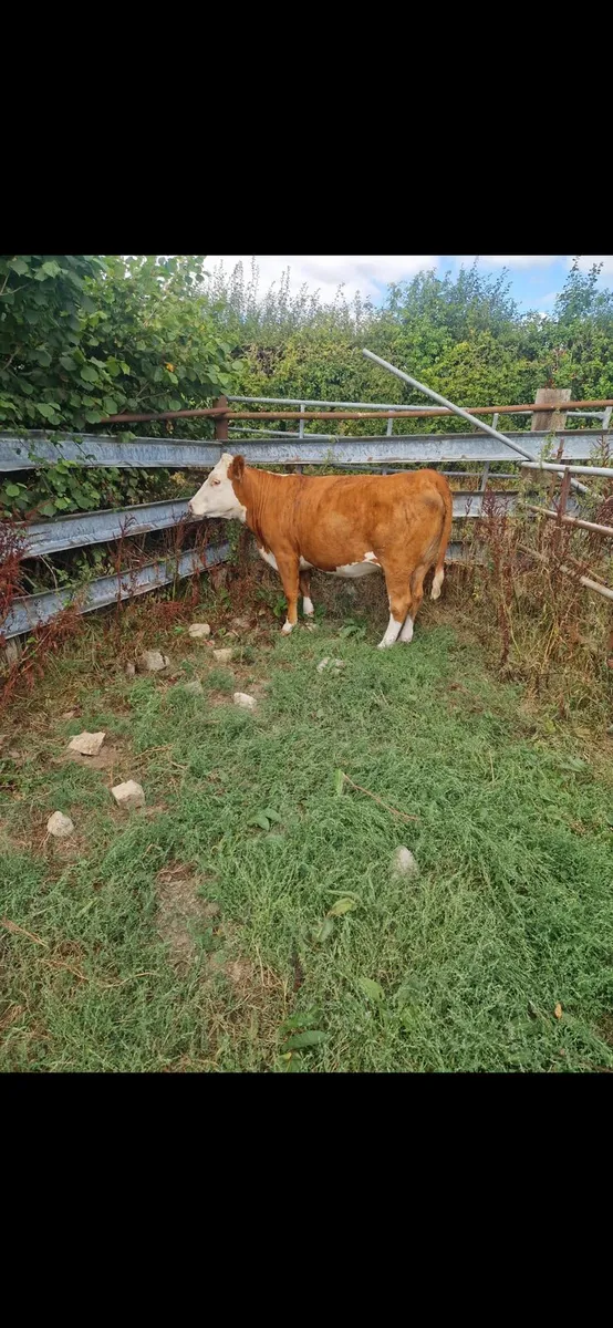 5 Incalf Heifers - Image 3