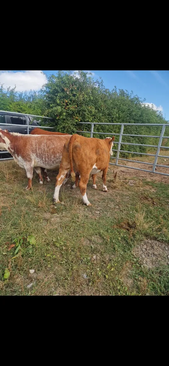 5 Incalf Heifers - Image 1
