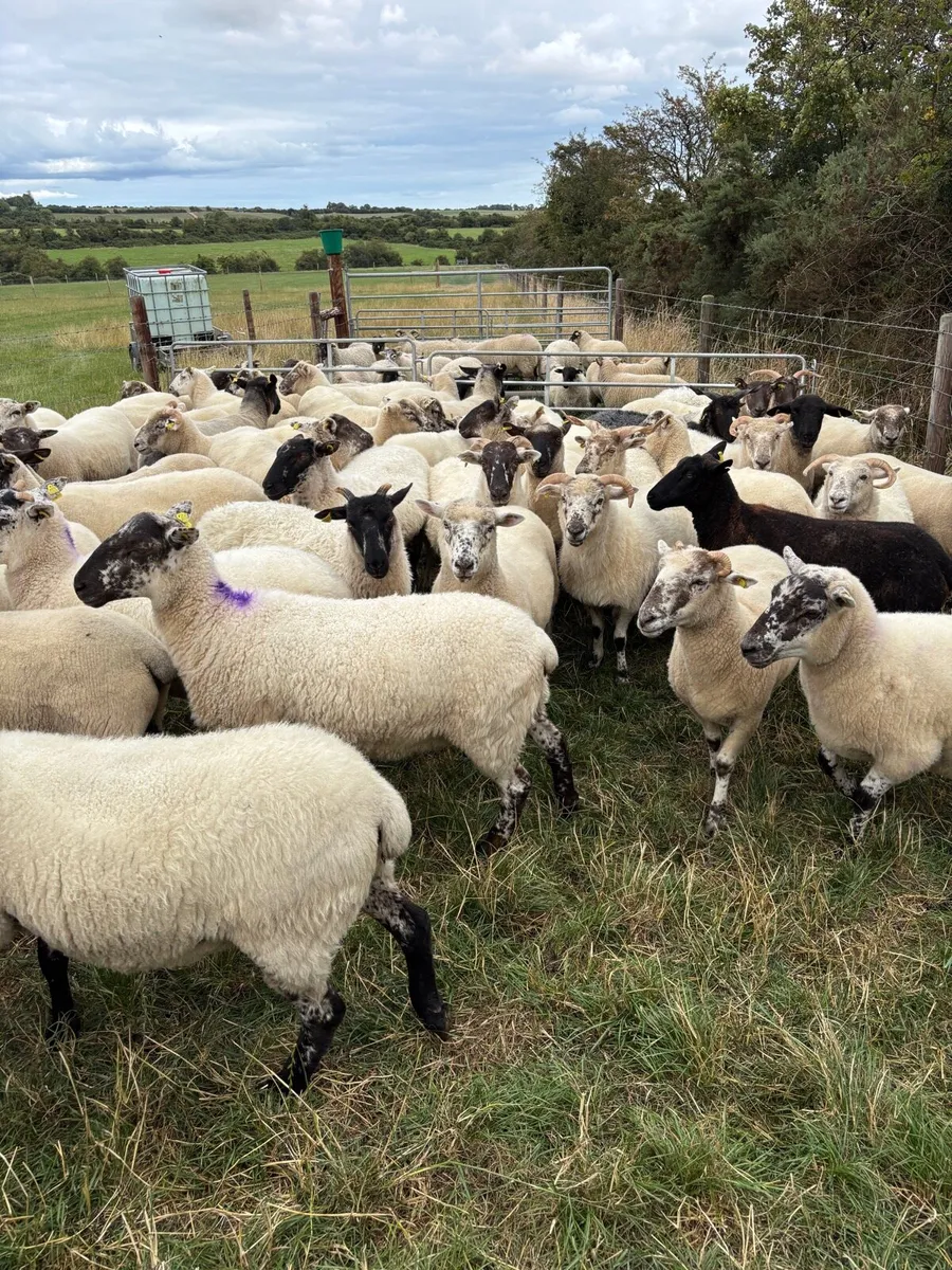Hoggets for Sale - Image 1