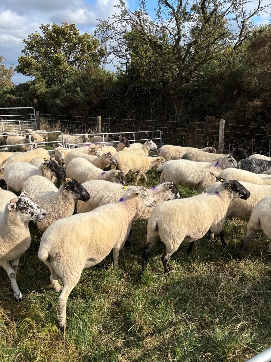 Hoggets for Sale - Image 2