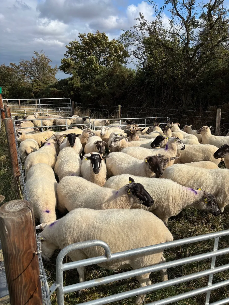 Hoggets for Sale - Image 3