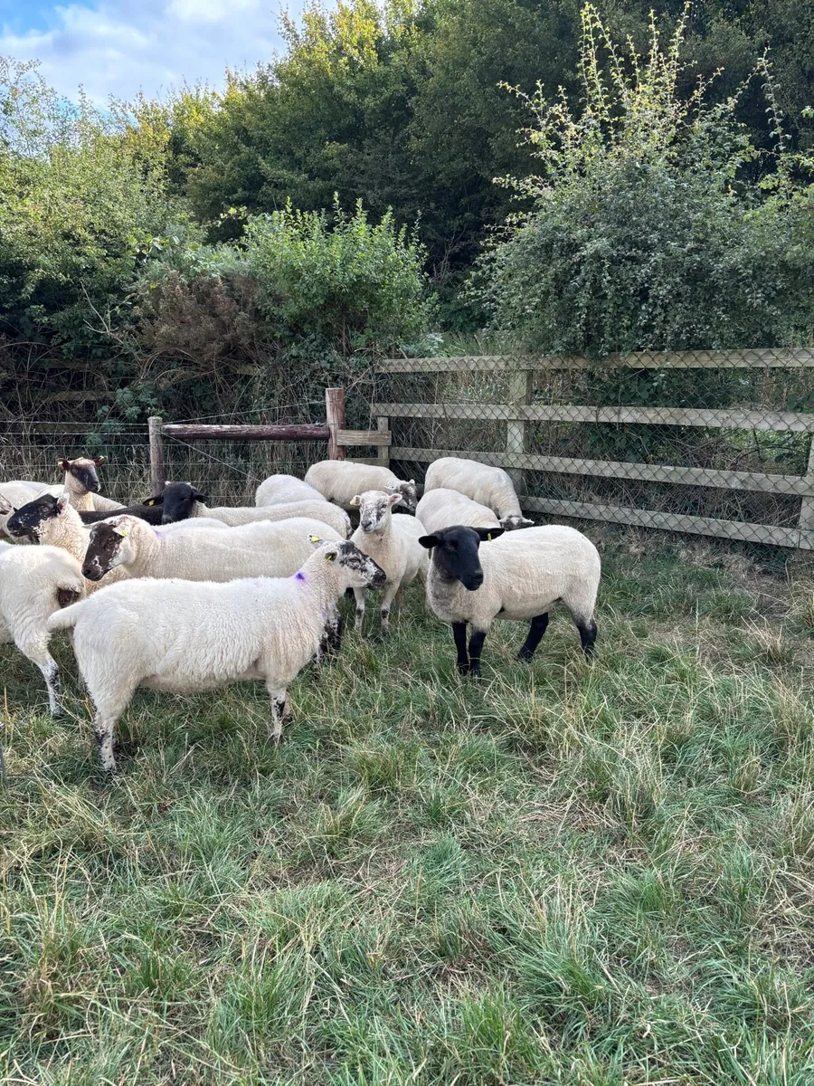 Hoggets for Sale - Image 4