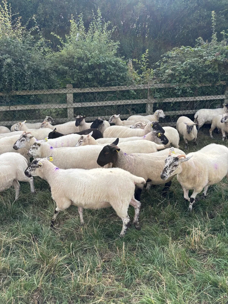 hoggets Louth - Image 4