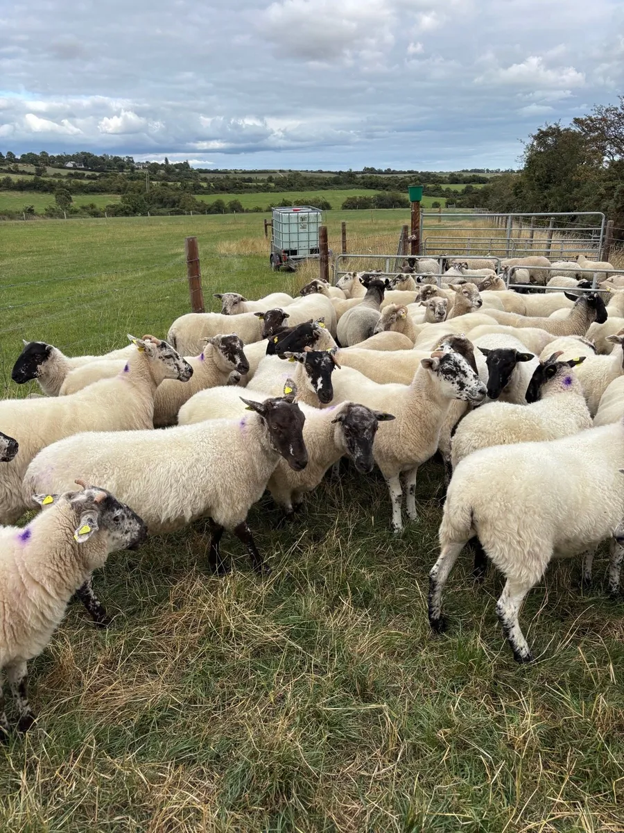 hoggets Louth - Image 3