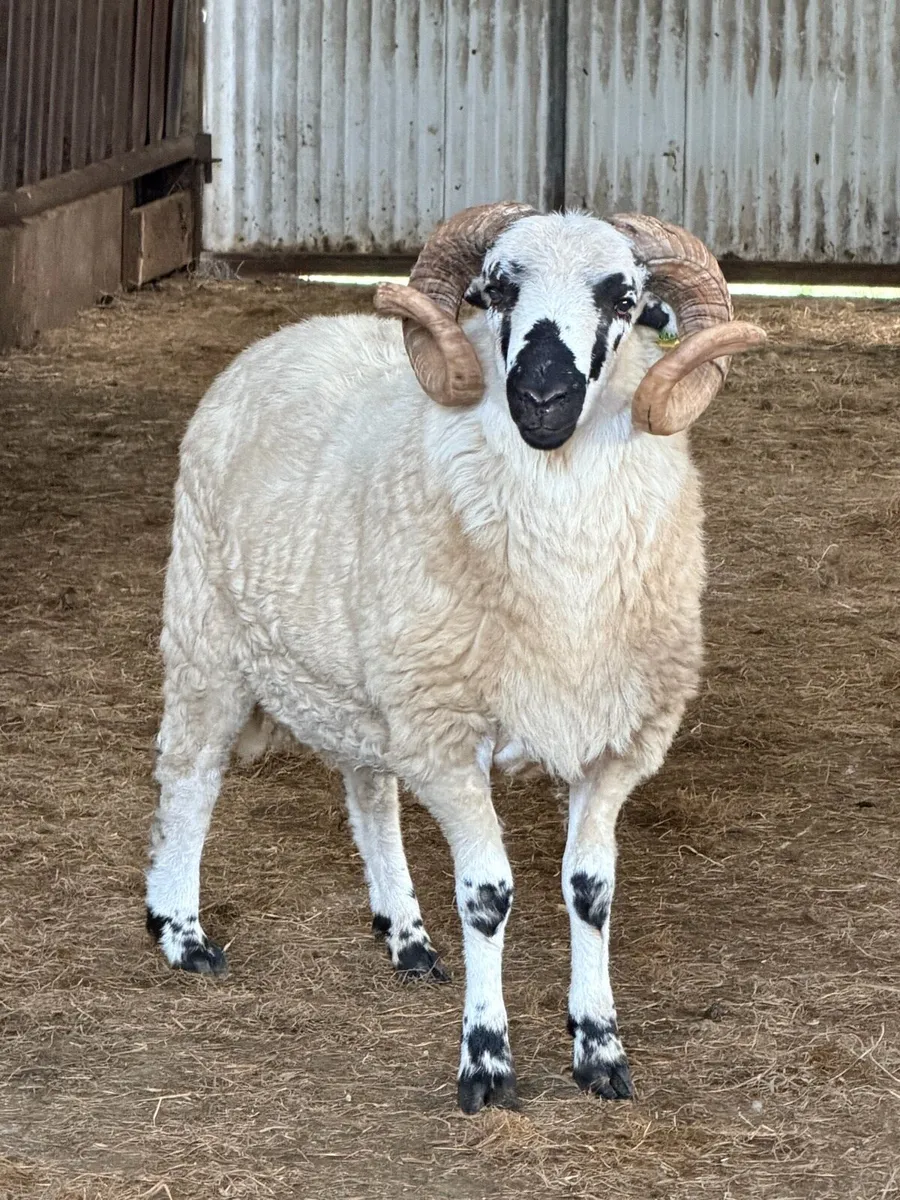 3 Two-Year-Old Lanark Cross Rams