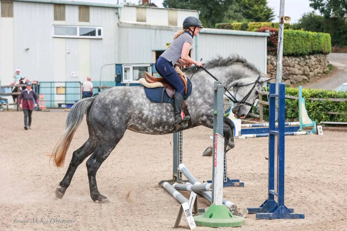 Beautiful 17.2hh Registered Irish Draught Mare - Image 2