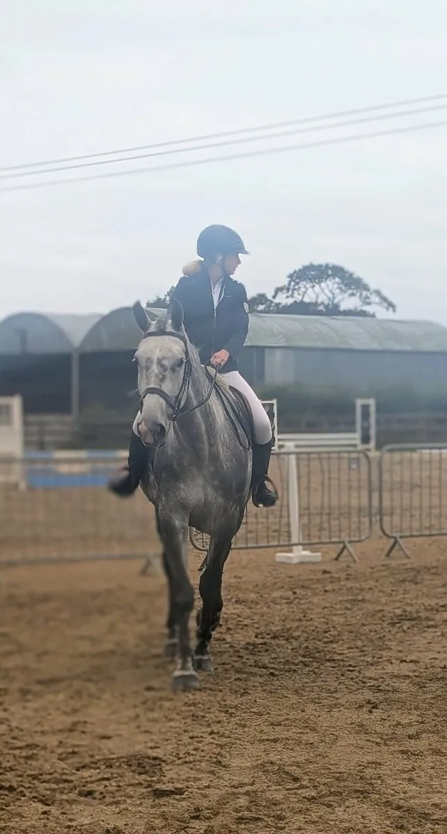 Beautiful 17.2hh Registered Irish Draught Mare - Image 3