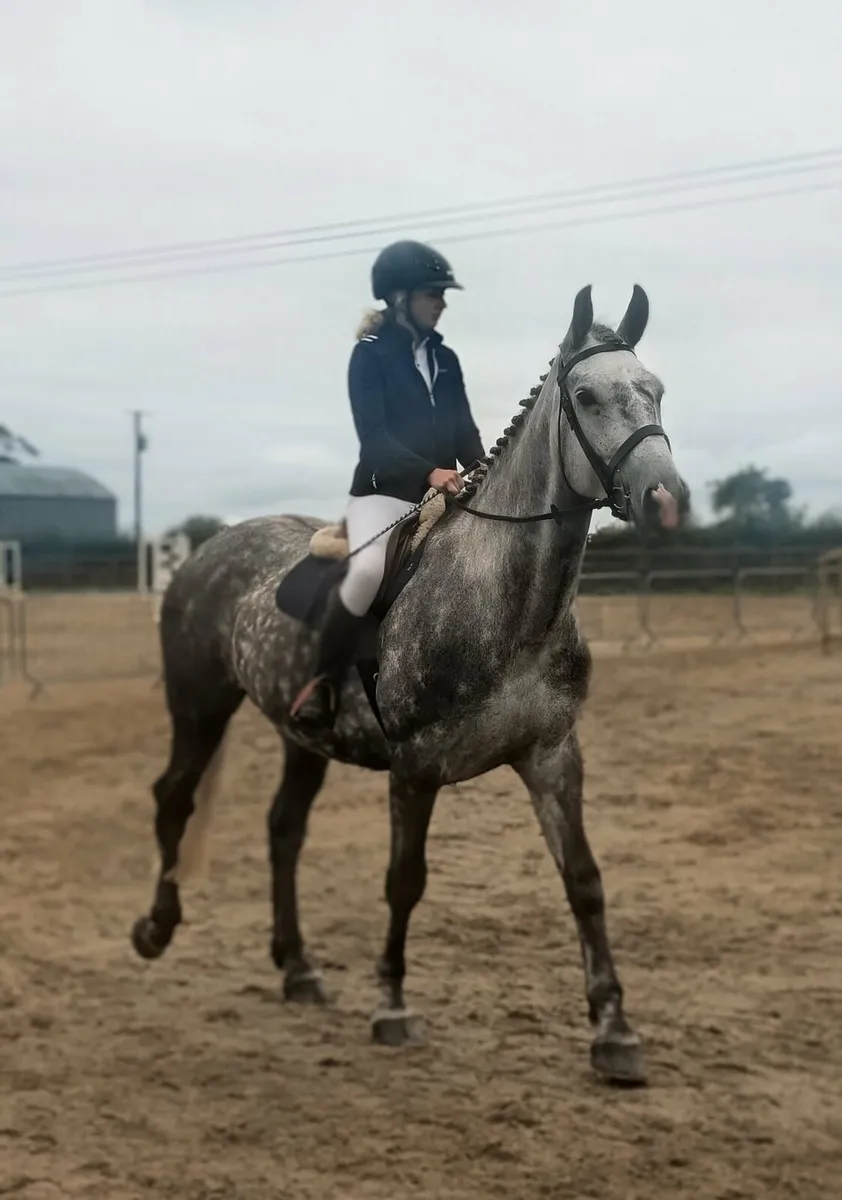 Beautiful 17.2hh Registered Irish Draught Mare - Image 4