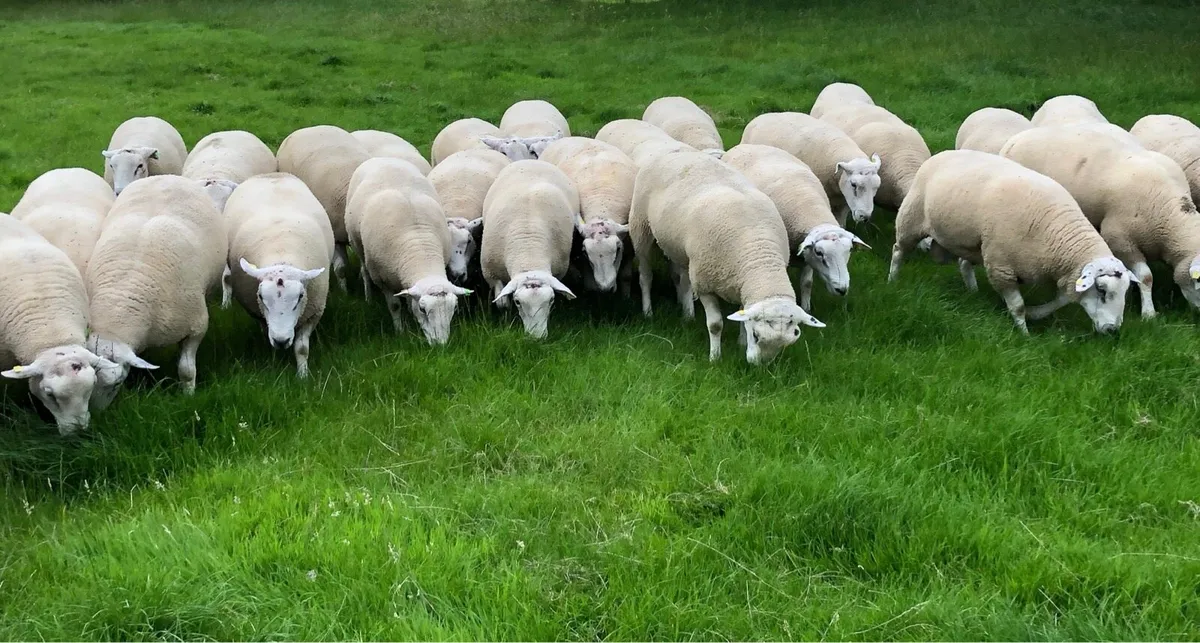 Belclare rams for sale - Image 3