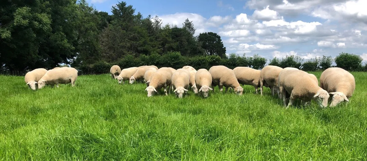 Belclare rams for sale - Image 4