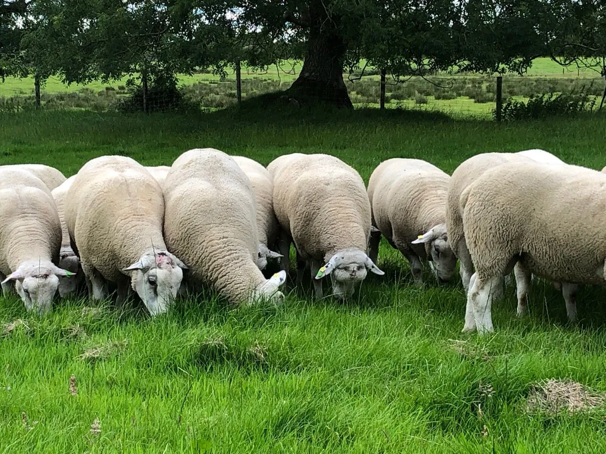 Belclare rams for sale - Image 2
