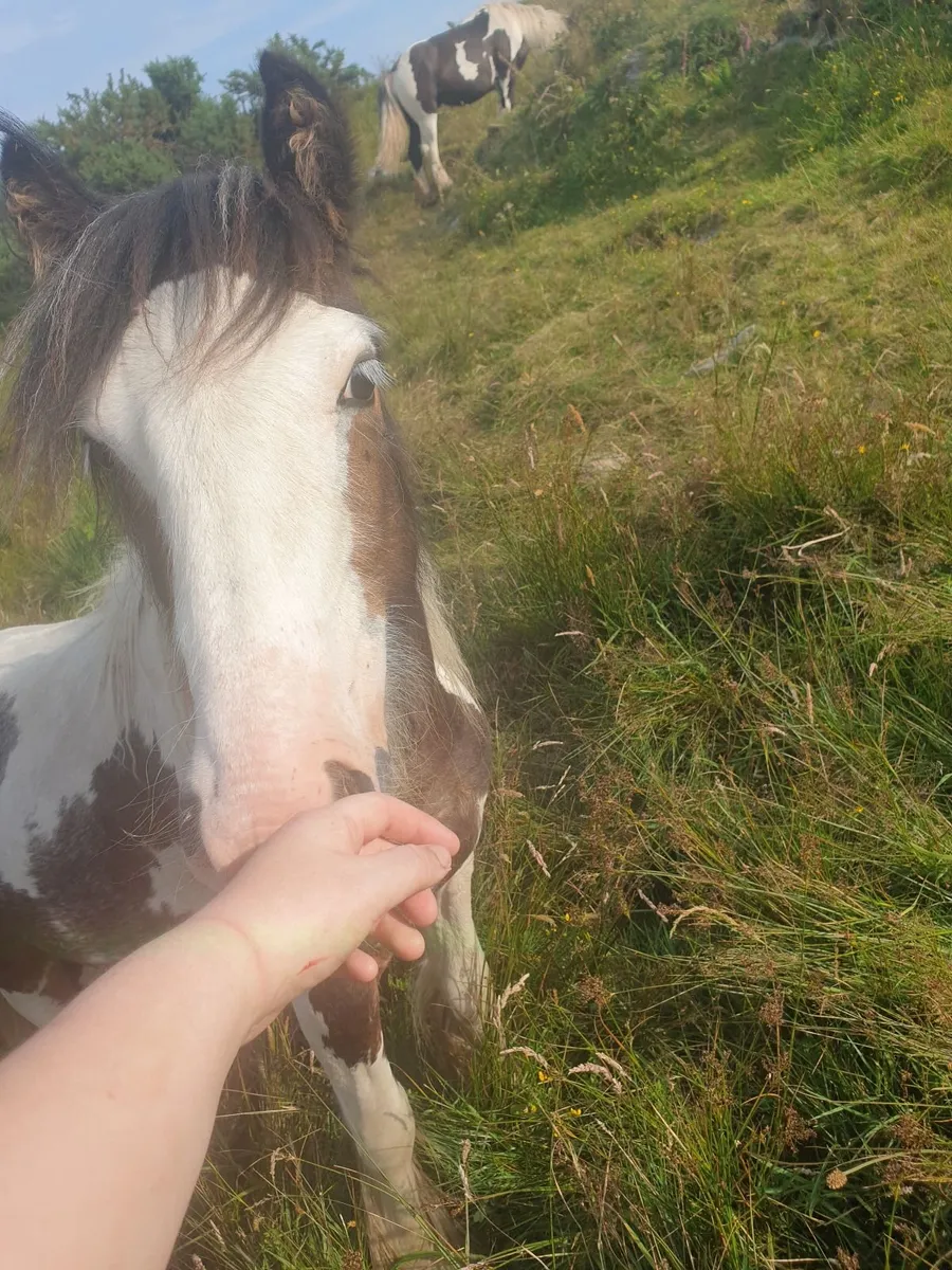 Yearling colt - Image 2