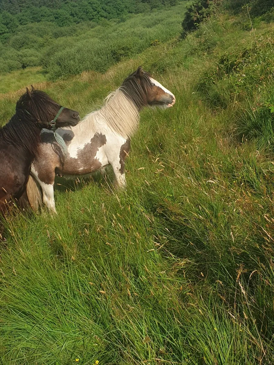 Yearling colt - Image 3