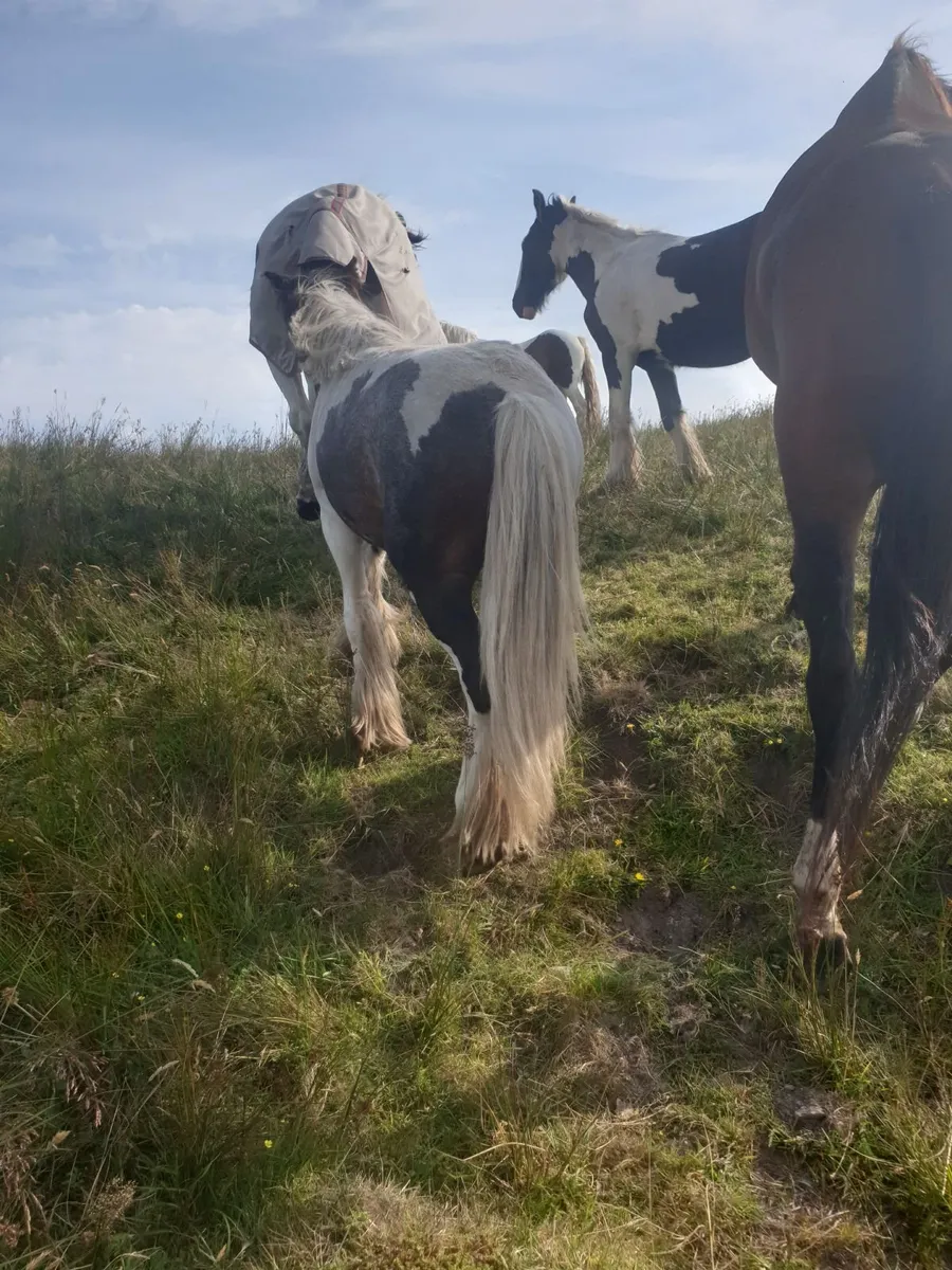 Yearling colt - Image 1