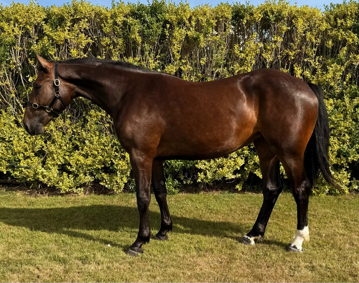 TIH 2yo filly - Image 1