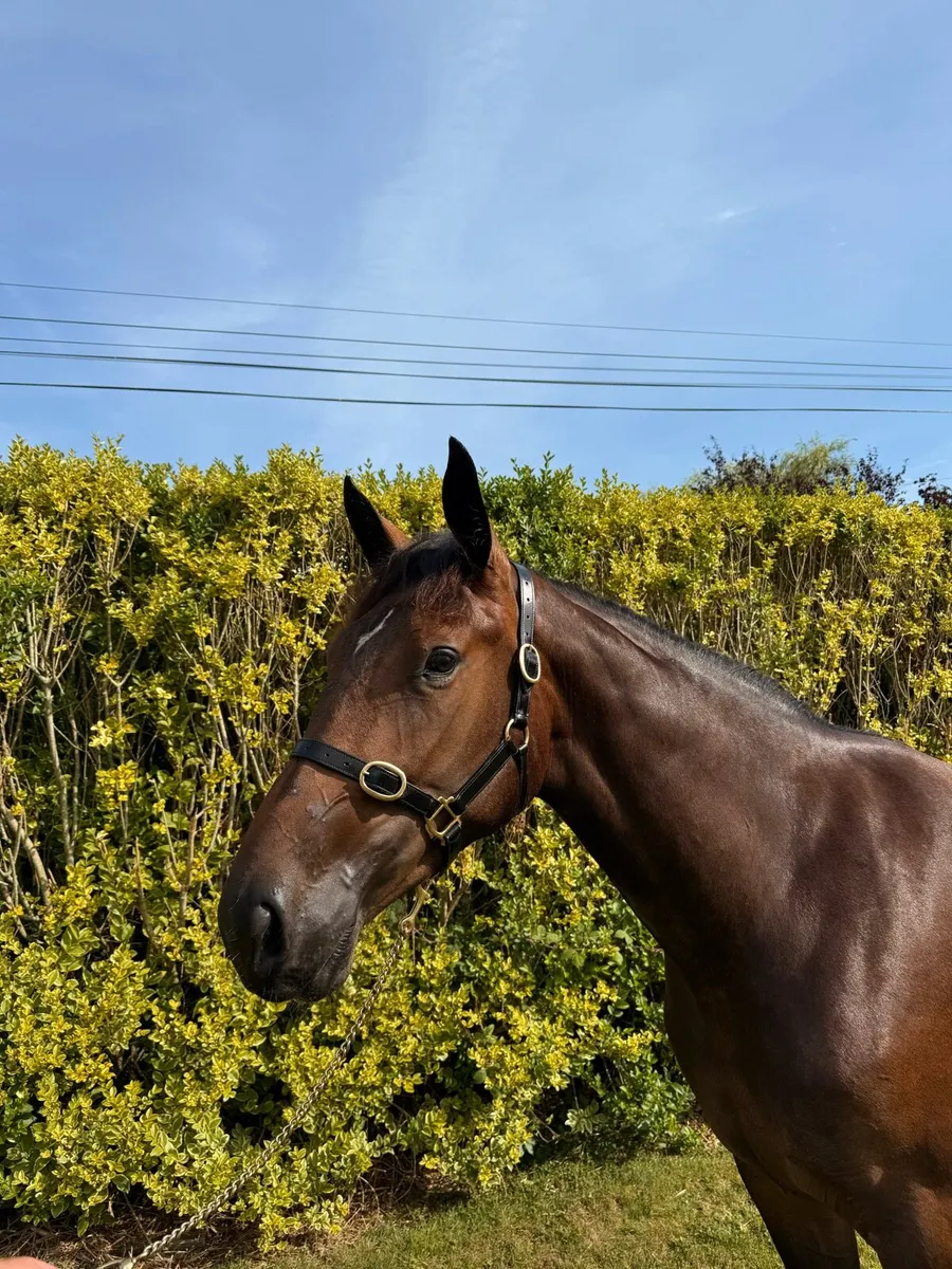 TIH 2yo filly - Image 2