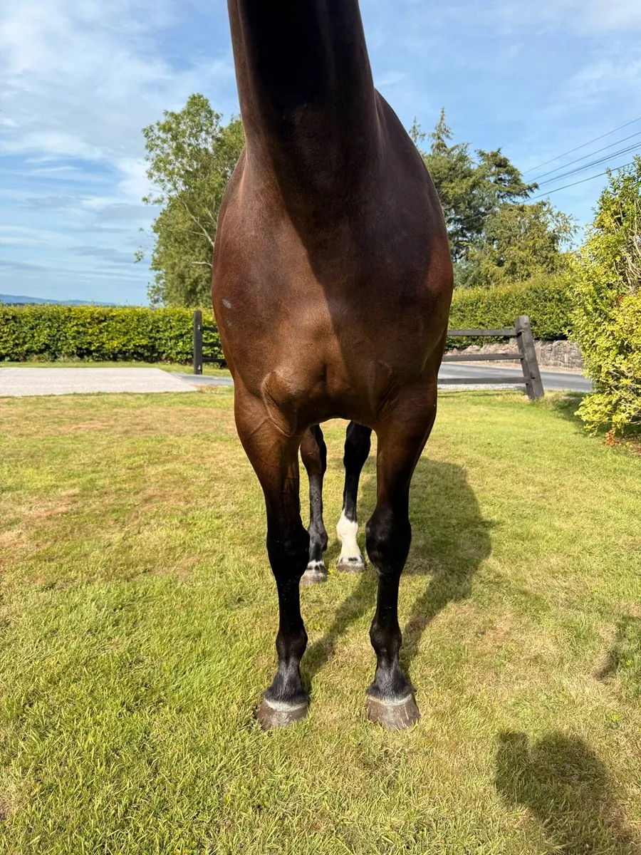 TIH 2yo filly - Image 3