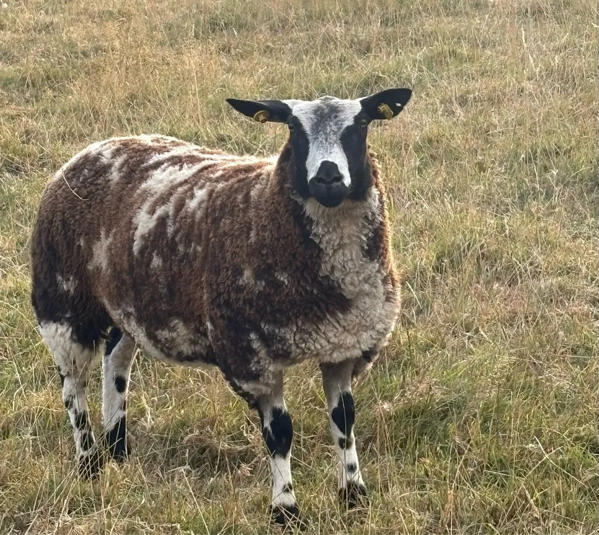 2 PBR Dutch Spotted Ewe Lambs - Image 1