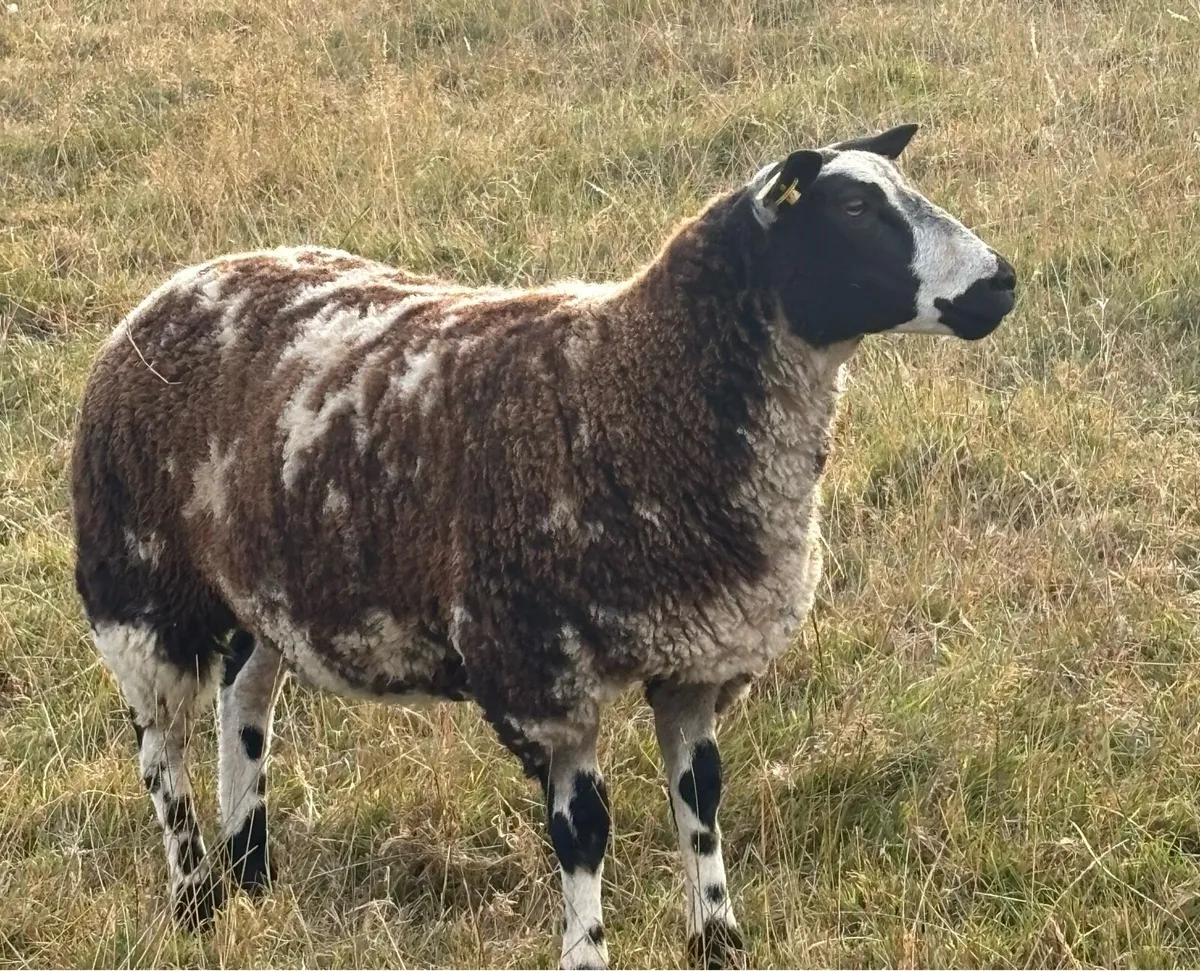 2 PBR Dutch Spotted Ewe Lambs - Image 2