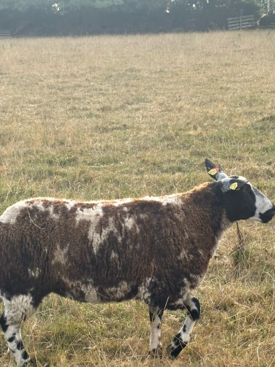2 PBR Dutch Spotted Ewe Lambs - Image 3