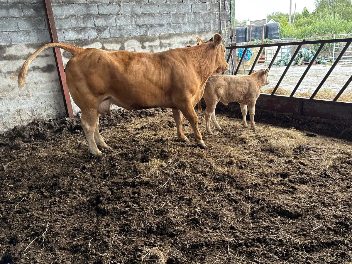 Super Cow and Calf for sale Tullamore mart. - Image 2