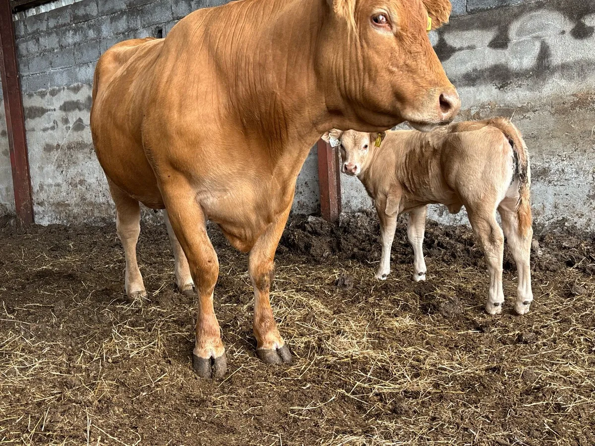 Super Cow and Calf for sale Tullamore mart. - Image 3