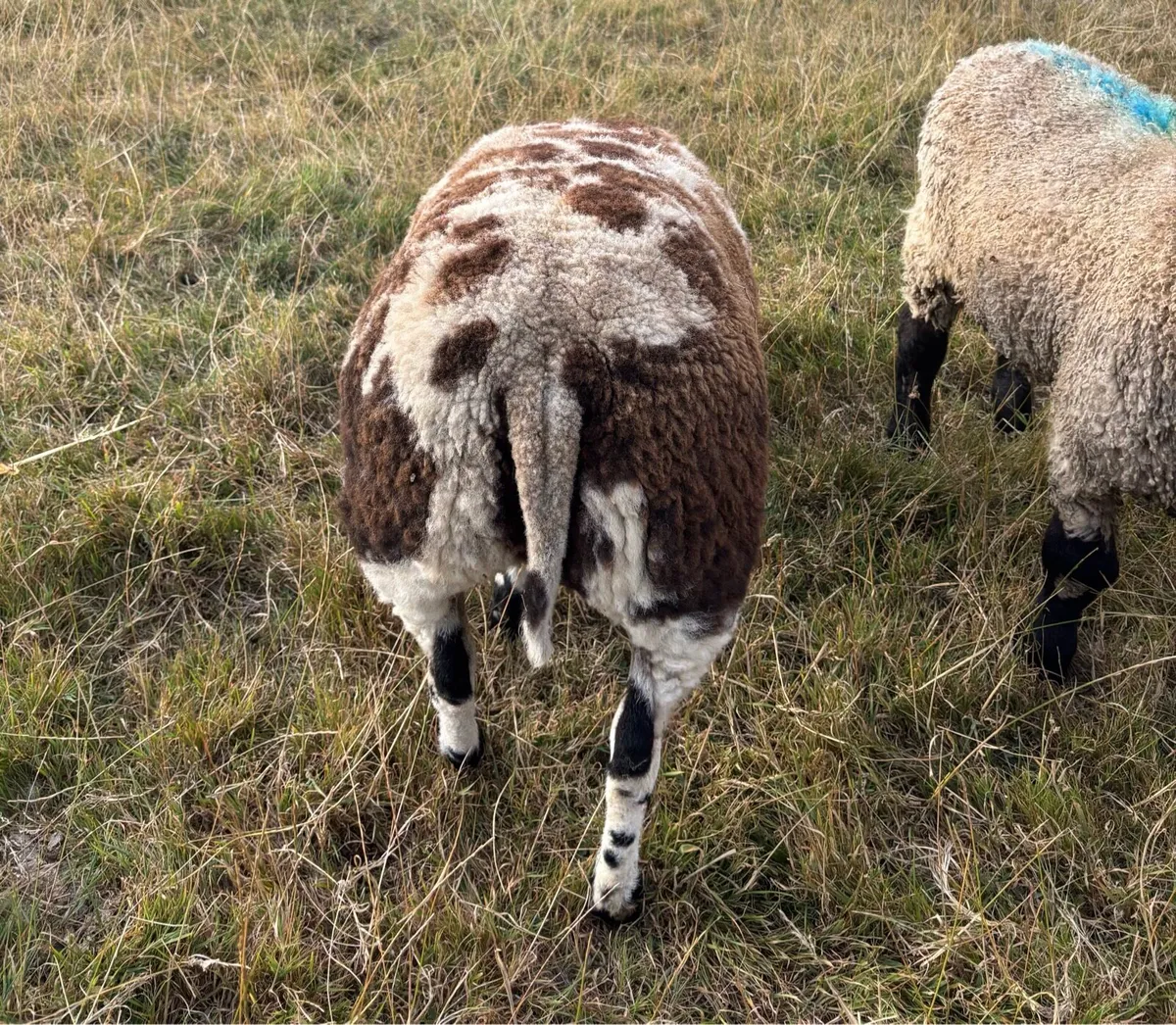 2 PBR Dutch Spotted Ewe Lambs - Image 4