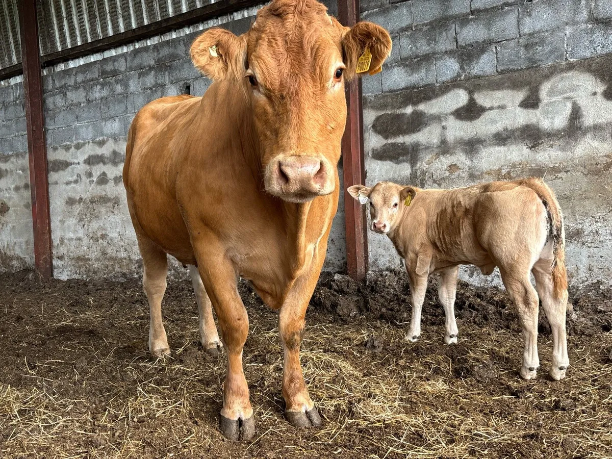 Super Cow and Calf for sale Tullamore mart. - Image 4