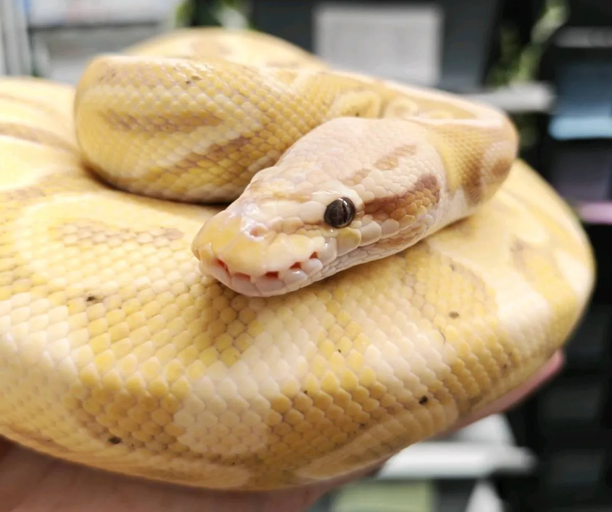 Royal python - Image 2