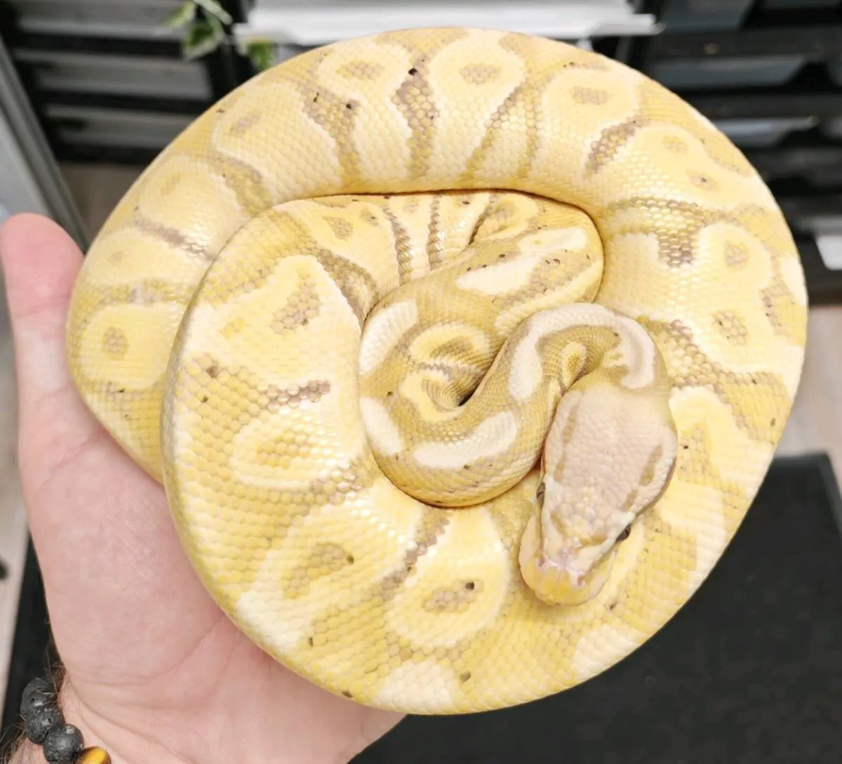 Royal python - Image 3