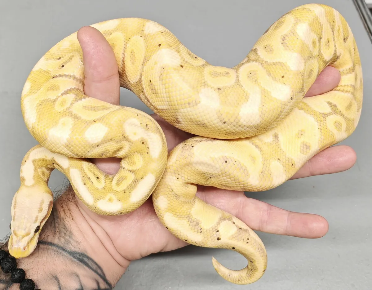 Royal python - Image 1