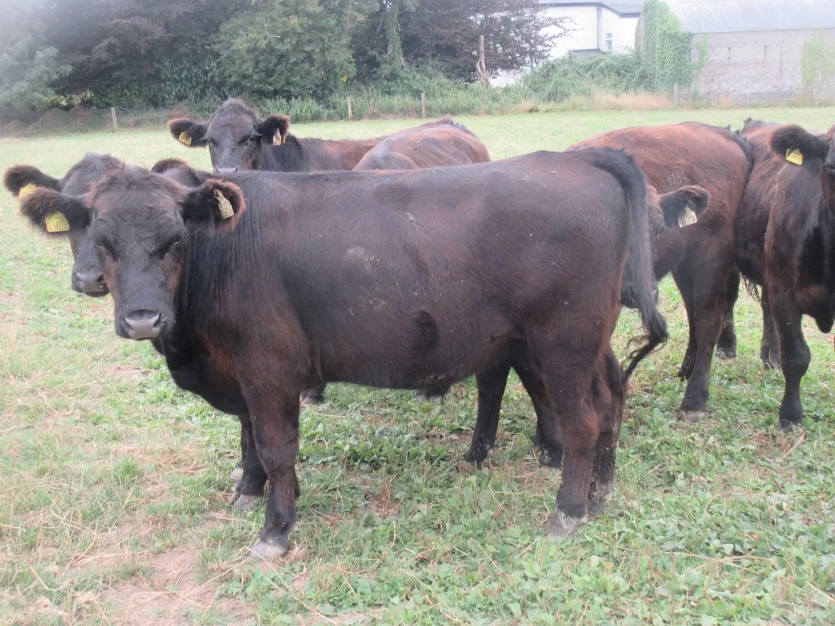 6 suckler bred aberdeen bullocks  350kg - Image 2