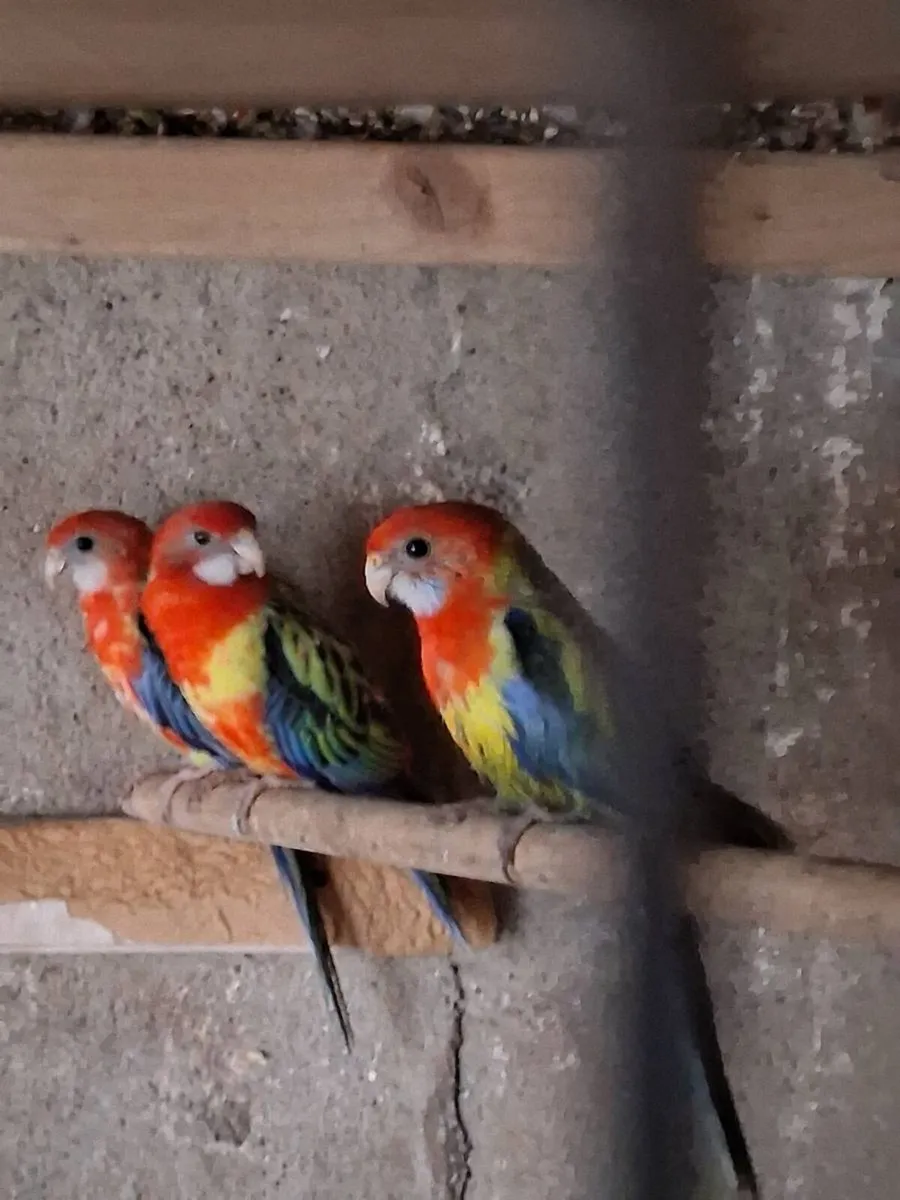 Rosella's and kakariki's - Image 1