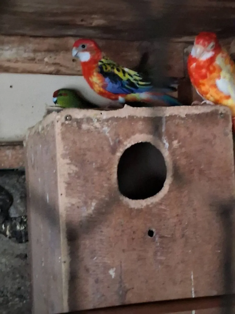 Rosella's and kakariki's - Image 2