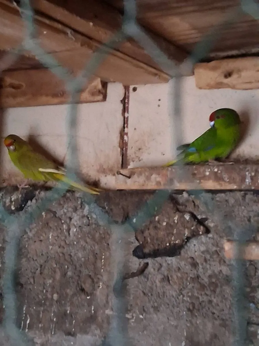 Rosella's and kakariki's - Image 3