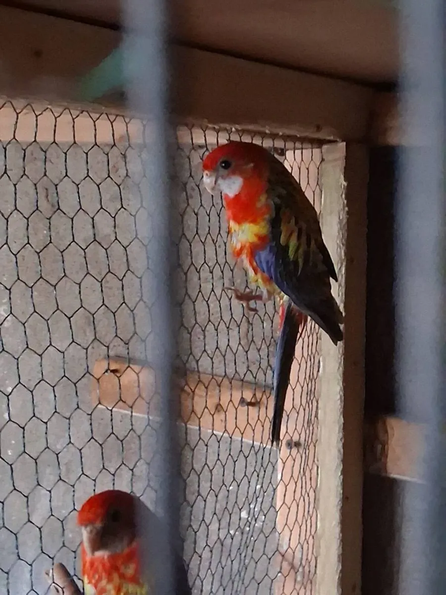 Rosella's and kakariki's - Image 4