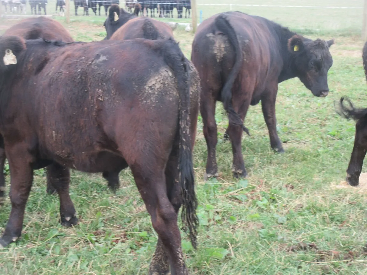 6 suckler bred aberdeen bullocks  350kg - Image 3