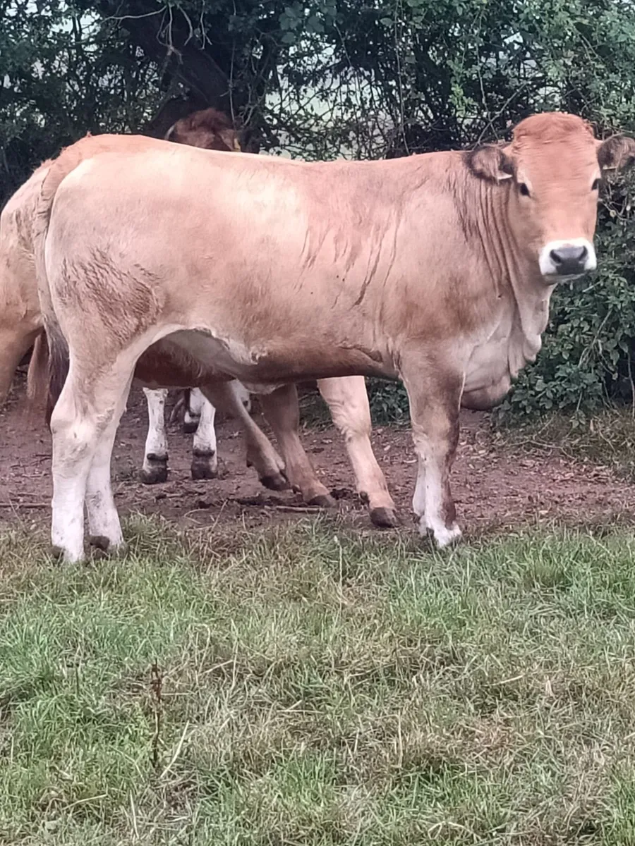 Aubrac heifers - Image 4